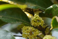 Beilschmiedia dalzellii